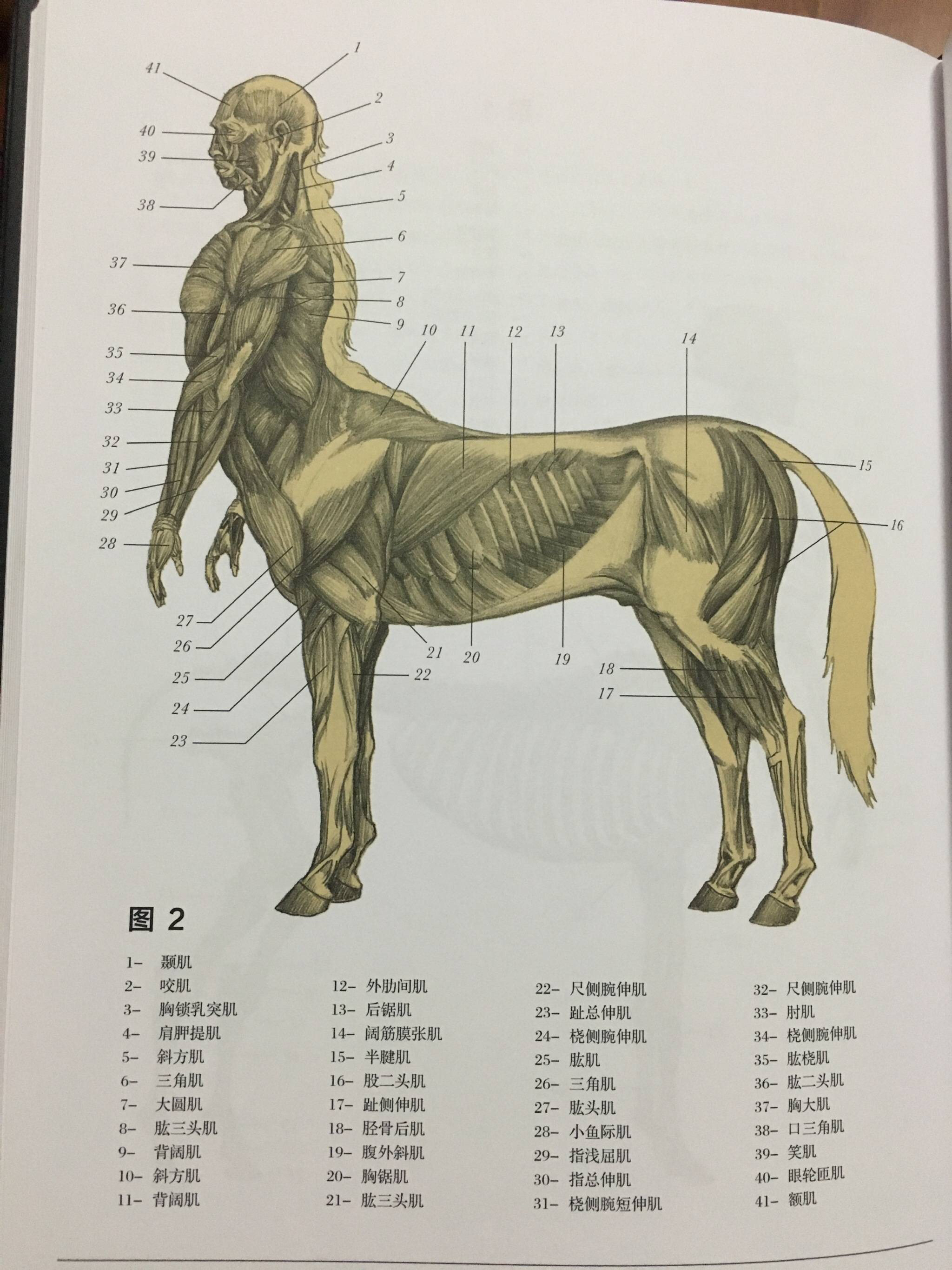 艺术审美e虽然阿虚jpg但是人马的结构真的无法直视哇