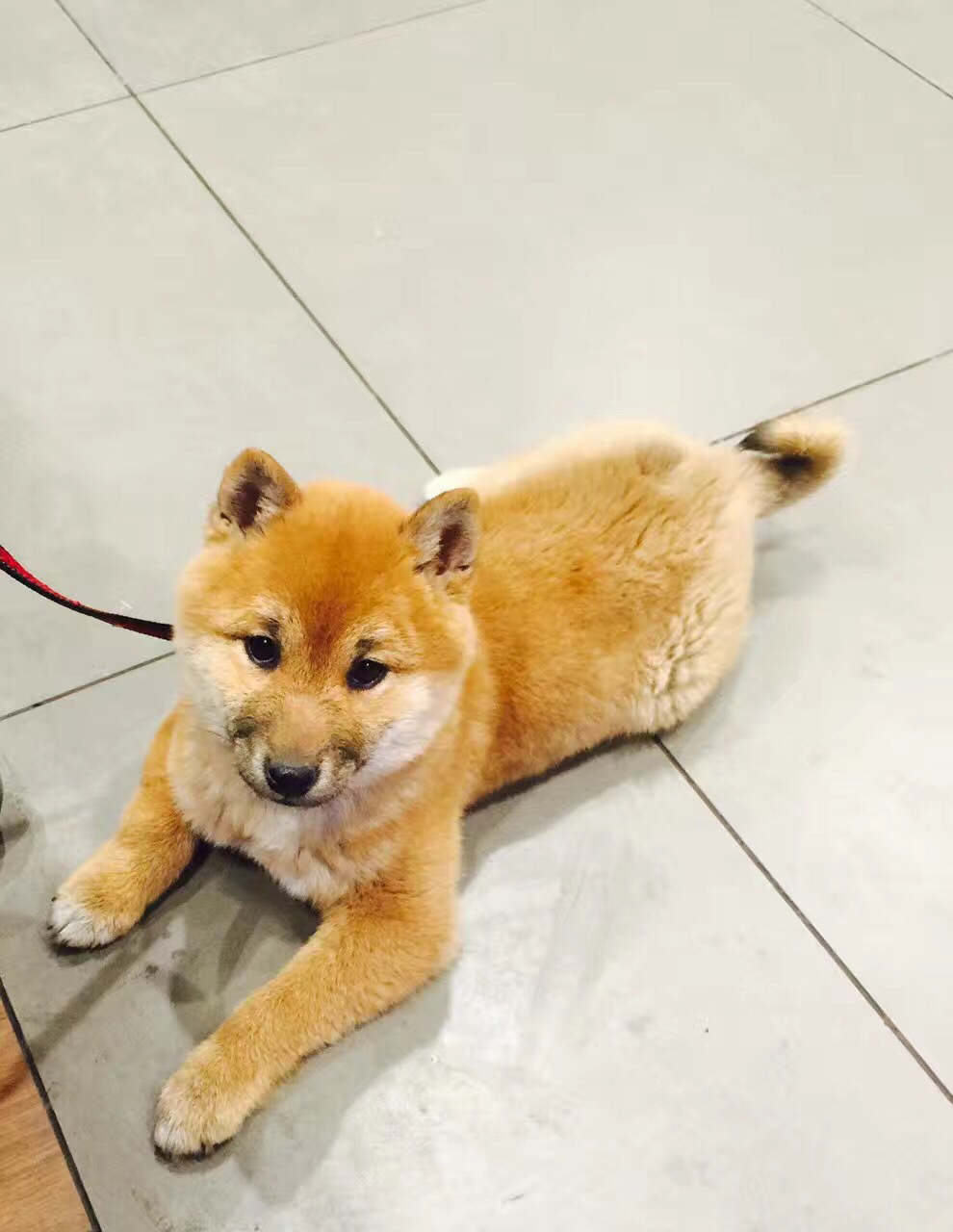 我家的小肥柴,每次溜回来就跟发疯了一样来回跑是什么鬼