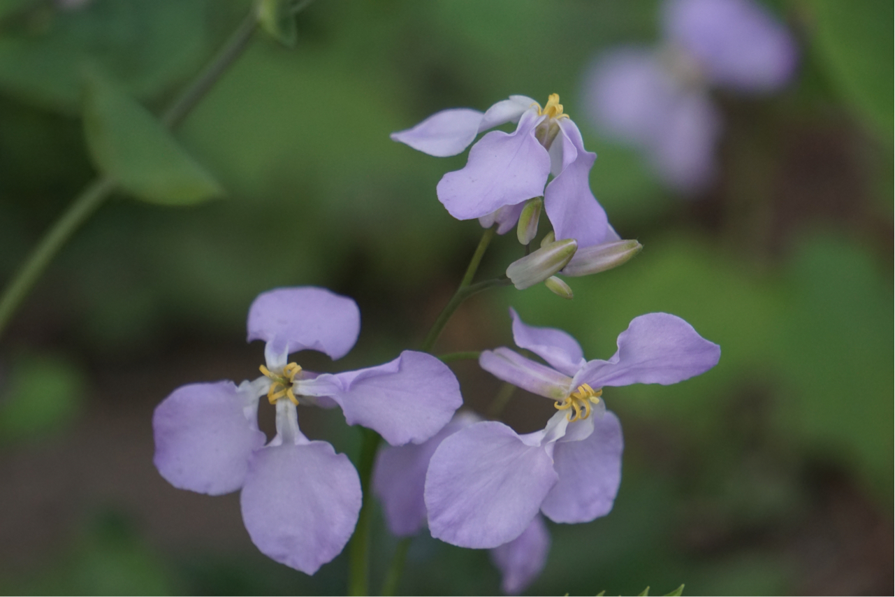 校园里随手拍的花花草草 nga玩家社区 [f-8725919]