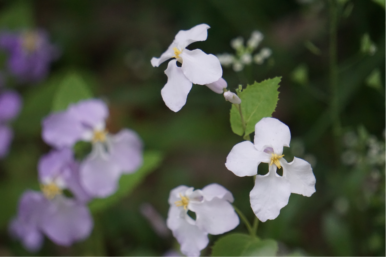 校园里随手拍的花花草草 nga玩家社区 [f-8725919]