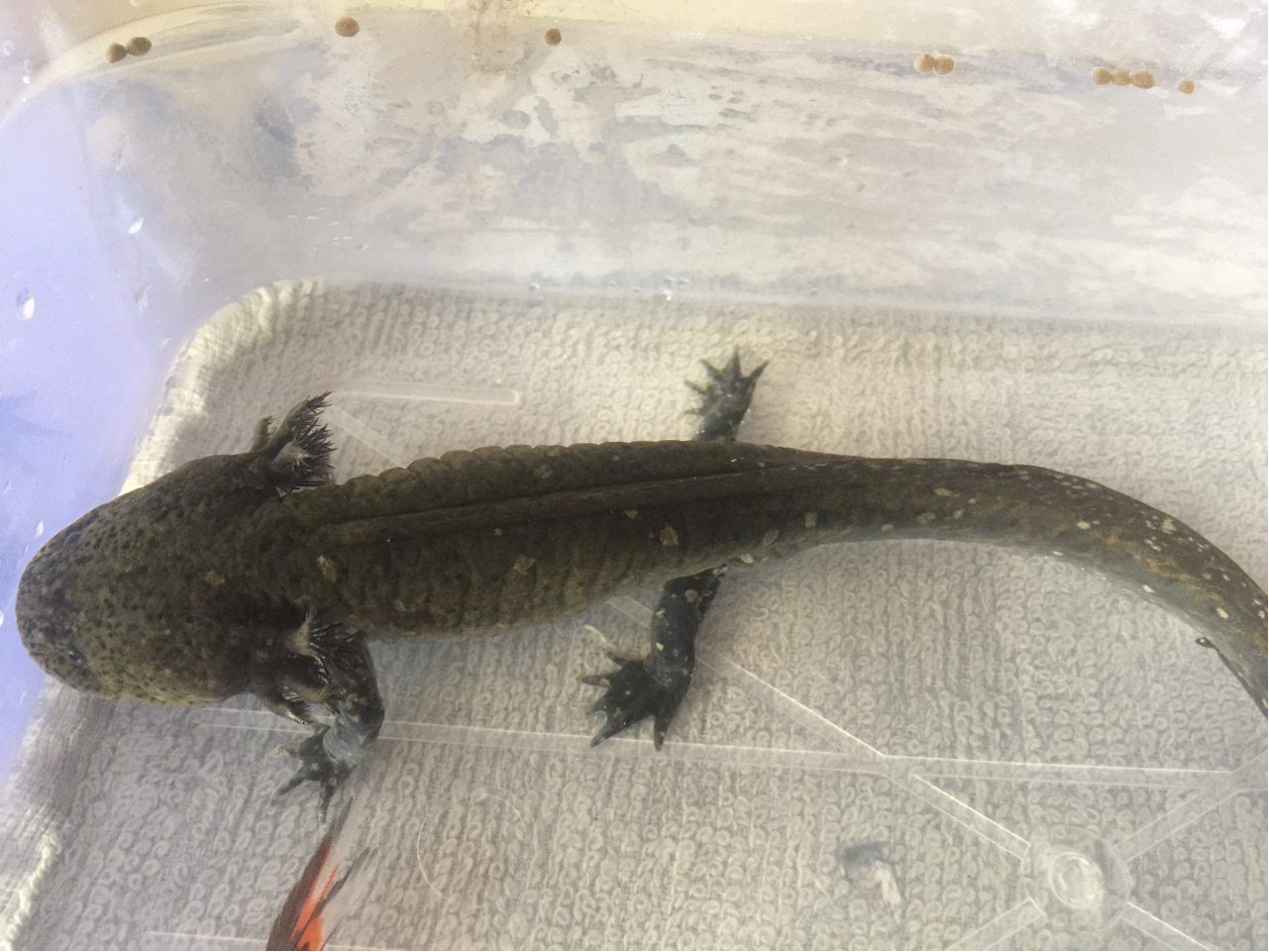 瓦斯琪尓水族馆 刚买了条六角恐龙 请问皮肤上这是有病了吗?