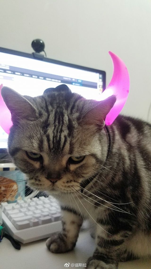 [ 占楼 先放一张我家猫cos的灵猫吧