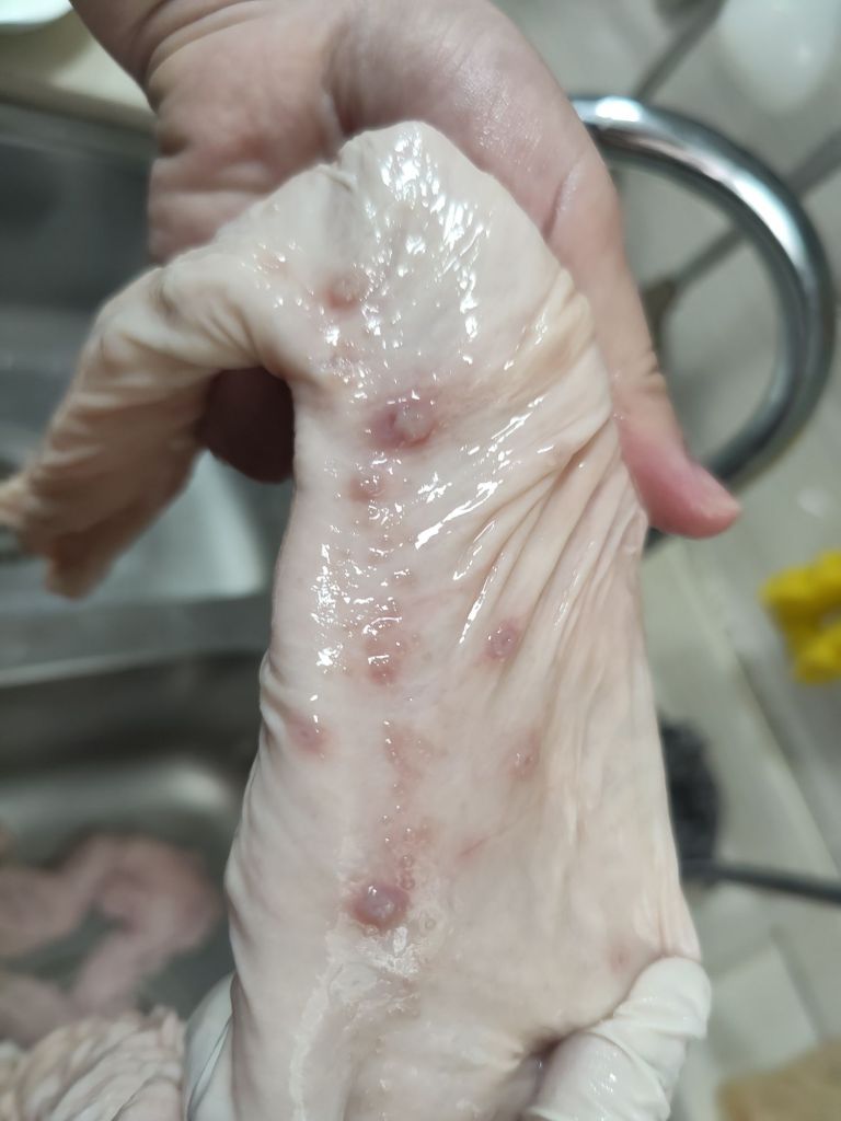 猪大肠上面的红点是啥？ NGA玩家社区
