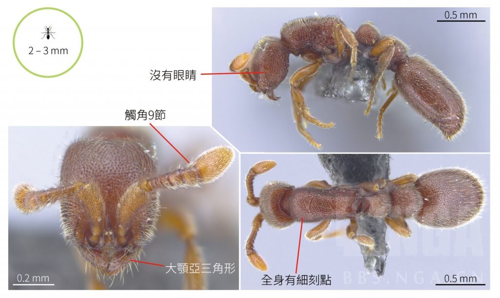 自私的染色体？我还就不自私了！——毕氏卵角蚁 NGA玩家社区