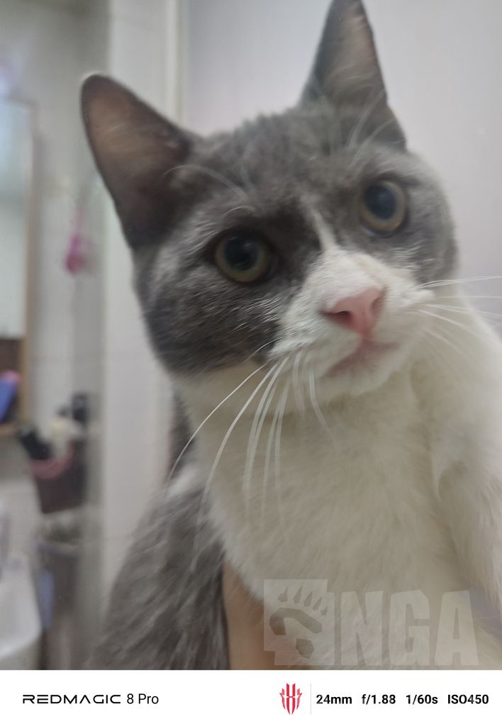 真的很想喷这个猫猫狸NGA玩家社区