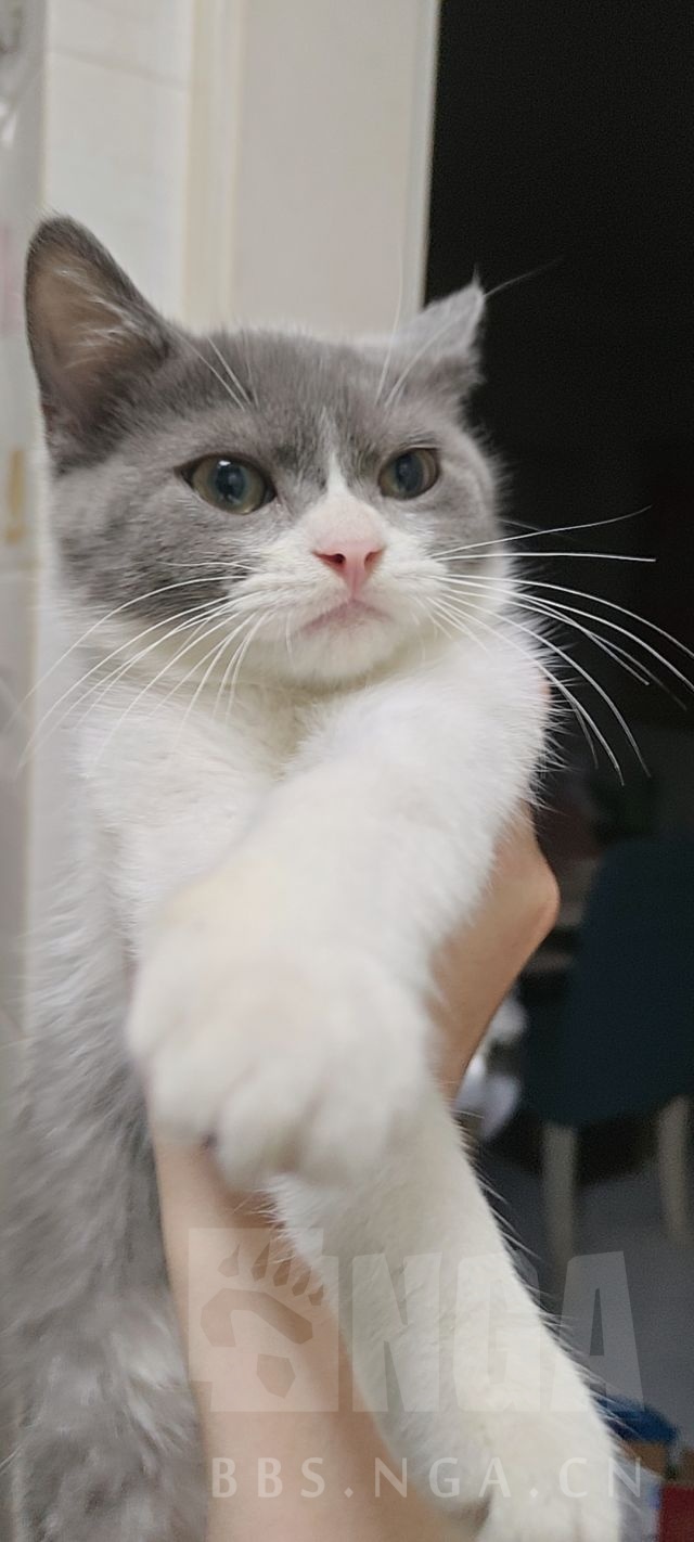 真的很想喷这个猫猫狸NGA玩家社区